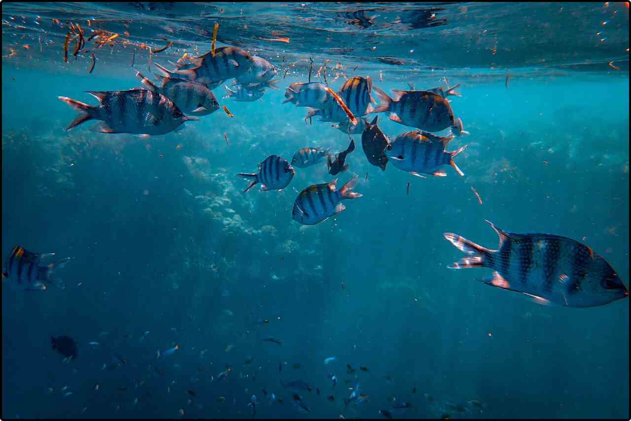 Shoal of fish moving in unison, creating a shimmering effect under the water surface.